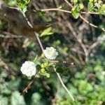 Spiraea prunifolia फूल