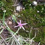 Colchicum schimperianum ᱵᱟᱦᱟ