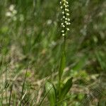 Pseudorchis albida Blüte