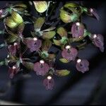 Epidendrum secundum Цветок