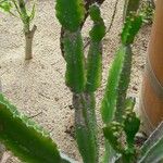 Euphorbia triangularis Leaf