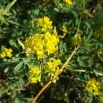 Medicago falcata Flower