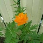 Trollius asiaticus Blomst