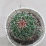 Mammillaria wrightii Hoja