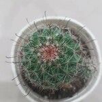 Mammillaria wrightii ഇല