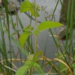 Mentha aquaticaبرگ