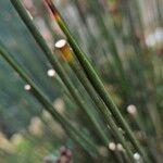 Juncus acutus Rusca