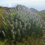 Echium hierrense Leaf