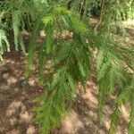 Taxodium distichum Yaprak