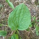 Plantago majorList