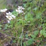 Micranthes californica Flor