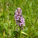 Dactylorhiza majalis Fula