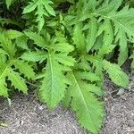 Cirsium alsophilum Leaf