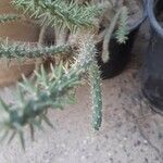 Austrocylindropuntia cylindrica Blad