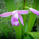 Bletilla striata 花