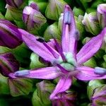 Allium nigrum Kukka