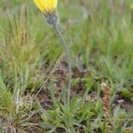 Hieracium glanduliferum Habit