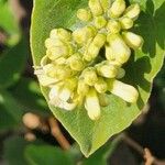 Psychotria punctata Fiore