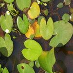 Sagittaria guayanensis Habitatea