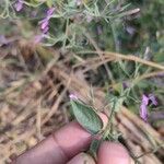 Dicliptera paniculata Leaf