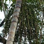 Euterpe oleracea Fruit