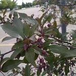 Malus halliana Kéreg