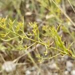 Thesium linophyllon Folha