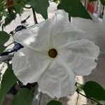 Ipomoea arborescens 花