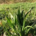 Colchicum autumnale Feuille