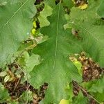 Quercus macrocarpa Blad