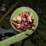 Cyathea bicrenata Плод