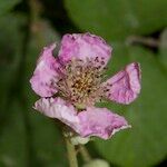 Rubus andegavensis