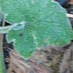 Pelargonium tomentosum Blatt