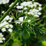 Chaerophyllum aureum Blad