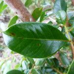 Psidium cattleianum List