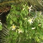 Ceiba insignis Flower