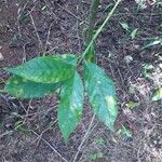 Coffea arabica Leaf