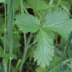 Potentilla norvegica Hoja