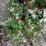 Chamaesyce hypericifolia Habit