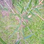 Heteropterys glabra Hostoa