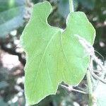 Echinopepon racemosus 葉