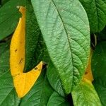 Cotoneaster frigidus Leaf