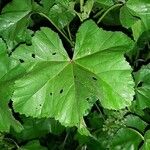 Malva setigera Feuille