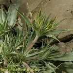 Eryngium galioides Habitus