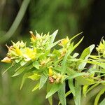 Hypericum podocarpoides Habit