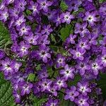 Heliotropium arborescens Blomst