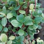 Peperomia glabella Листок