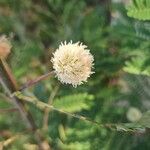 Leucaena leucocephalaVirág