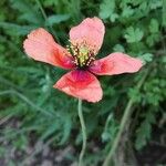 Papaver pinnatifidum 花