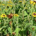 Rudbeckia hirta Çiçek
